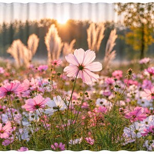 K&ouml;nnte beinhalten: Ein Duschvorhang mit einem Fotodruck eines Feldes voller bl&uuml;hender rosa und wei&szlig;er Kosmeen. Die Szene ist in das Licht eines goldenen Sonnenuntergangs getaucht, wobei hohe Gr&auml;ser im Hintergrund einen warmen, hinterleuchteten Glanz erzeugen.