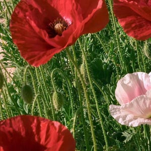 Close-up of the printed design on the beach towel: red and pale pink poppy blooms with fuzzy green stems and closed buds, and a strip of sandy path at the left.