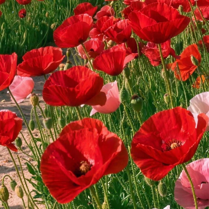 Close-up of the printed design on the bath mat: a cluster of red and pink poppies with hairy green stems and seed buds beside a sandy path.