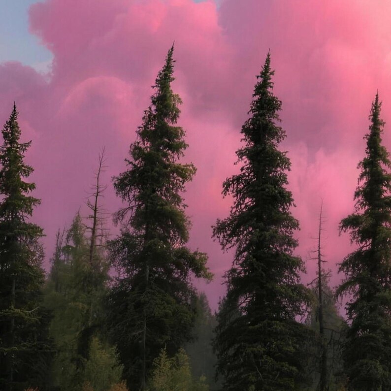 Close-up of the printed design on the bath mat: tall dark pines and thin bare trunks against billowing pink clouds and a patch of blue sky.