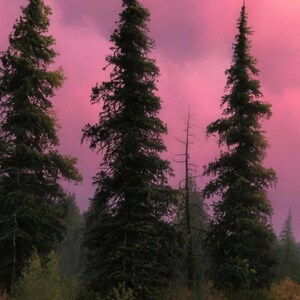 Close-up of the printed design on the shower curtain: three tall dark pines and a bare dead tree against a pink cloudy sky.