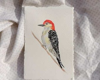 Uccello ad acquerello — Picchio panciarossa