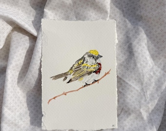 Uccello dell'acquerello — Parula fianchi castani