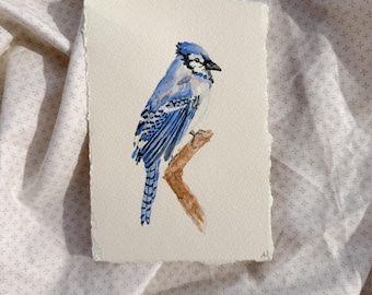 Uccello ad acquerello — Ghiandaia azzurra