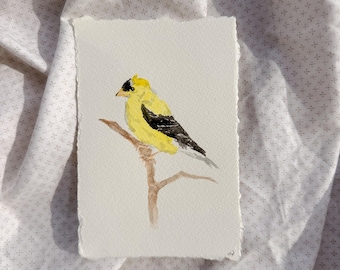 Uccello ad acquerello — Cardellino americano