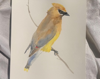 Uccello ad acquerello — Beccofrusone americano grande (28x35 cm)