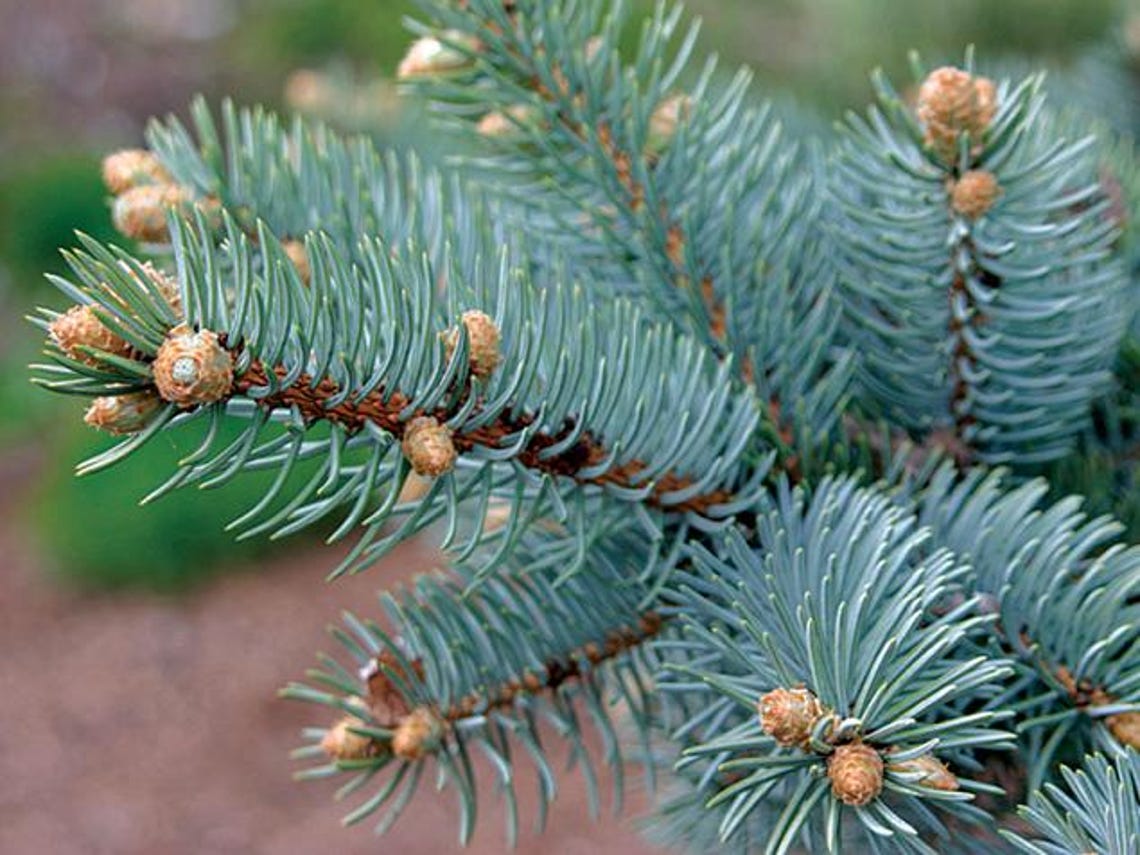 Norway Spruce Trees up to 3 Ft Tall - Etsy