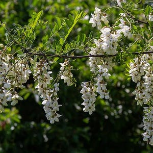May include: A close-up of a branch of a tree with white flowers in bloom. The flowers are in clusters and hang down from the branches. The leaves are green and the background is blurred.
