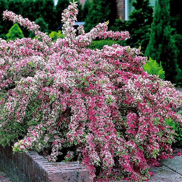 Variegated Weigela (Weigela florida up to 2 ft tall