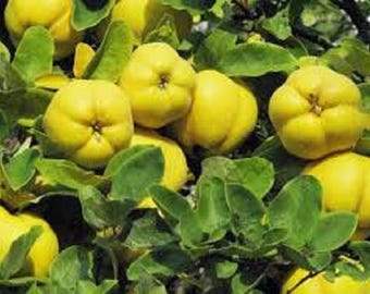 QUINCYDONIA QUINCE TREE up to 3 ft tall
