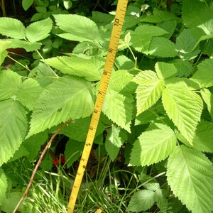 Raspberry Plants up to 4 Ft Tall - Etsy