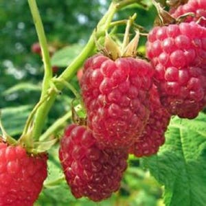 May include: Close-up of ripe red raspberries growing on a green vine. The raspberries are clustered together and have a shiny, juicy appearance.