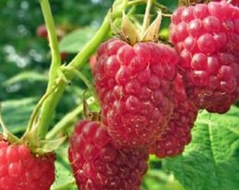 May include: Close-up of ripe red raspberries growing on a green vine. The raspberries are clustered together and have a shiny, juicy appearance.