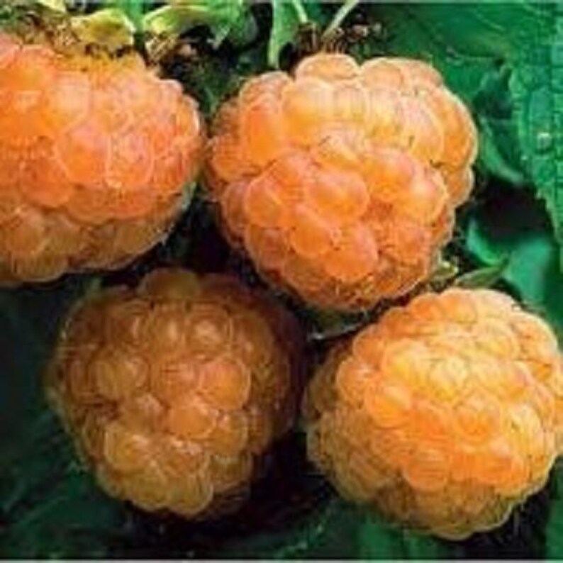 Raspberry Plants - Etsy