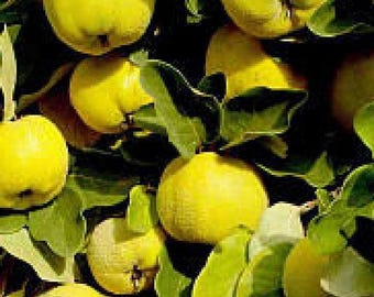 1 Provence Quince Fruit  Tree up to 3 ft tall