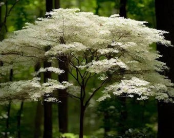 5 dogwood trees up to 4 ft tall out of smaller rootstock now we have the larger ones left