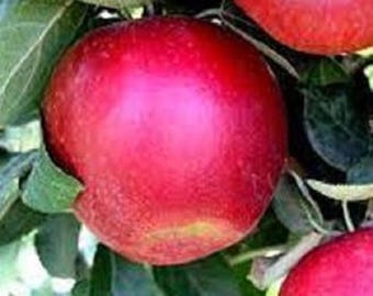 Apple Trees up to 2 ft tall