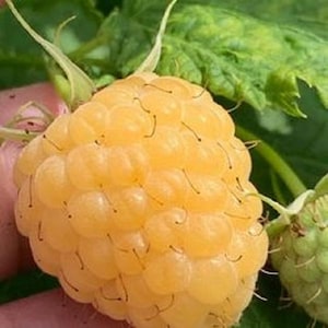 May include: A close-up of a ripe yellow raspberry. The raspberry is a light yellow color and has a slightly fuzzy texture.