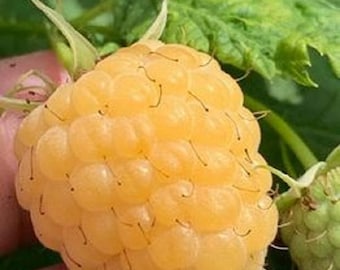 May include: A close-up of a ripe yellow raspberry. The raspberry is a light yellow color and has a slightly fuzzy texture.