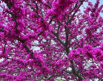 Oklahoma redbuds up to 2 ft tall