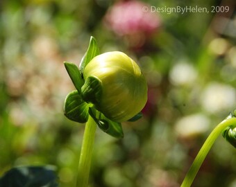 PROMISES - 8 X 10 Green Flower Bud Fine Art Photo Print