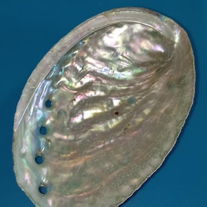 Coquille d'ormeau, abalone naturelle, longueur 11cm / 4.33inch, pour artisanat, boîte à bijoux, encens, décoration intérieure, aquarium, DIY