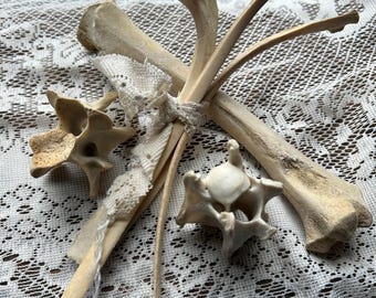 Bone Lot