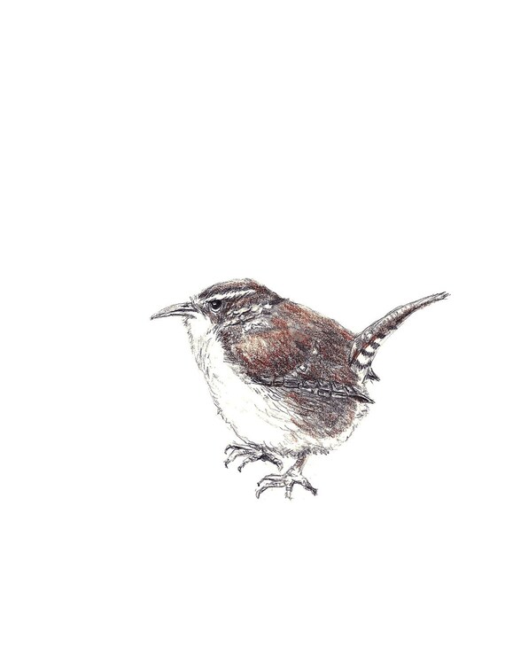 Bird Art Bird Drawing Bird Decor Little Wren Drawing Etsy