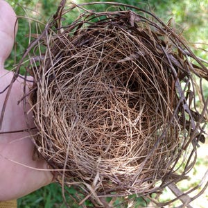 Real Birds Nest, Natural Decor, Rustic Decor, Christmas Ornament