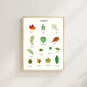 May include: A framed botanical print featuring various leaf illustrations, including maple, ash, and oak. The print is labeled "LEAVES" at the top and includes the names of each leaf type below its image. The leaves are depicted in various shades of green, brown, and yellow.