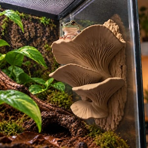 Magnetische paddenstoelvormige richel voor gekko's en kikkers – Terrariumzitplaats met meerdere niveaus