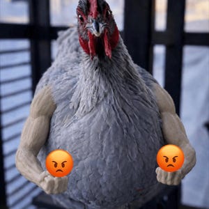 May include: A gray chicken with a red comb and wattle, posed with muscular arms and two orange angry face emojis. The chicken is standing in front of a dark background.