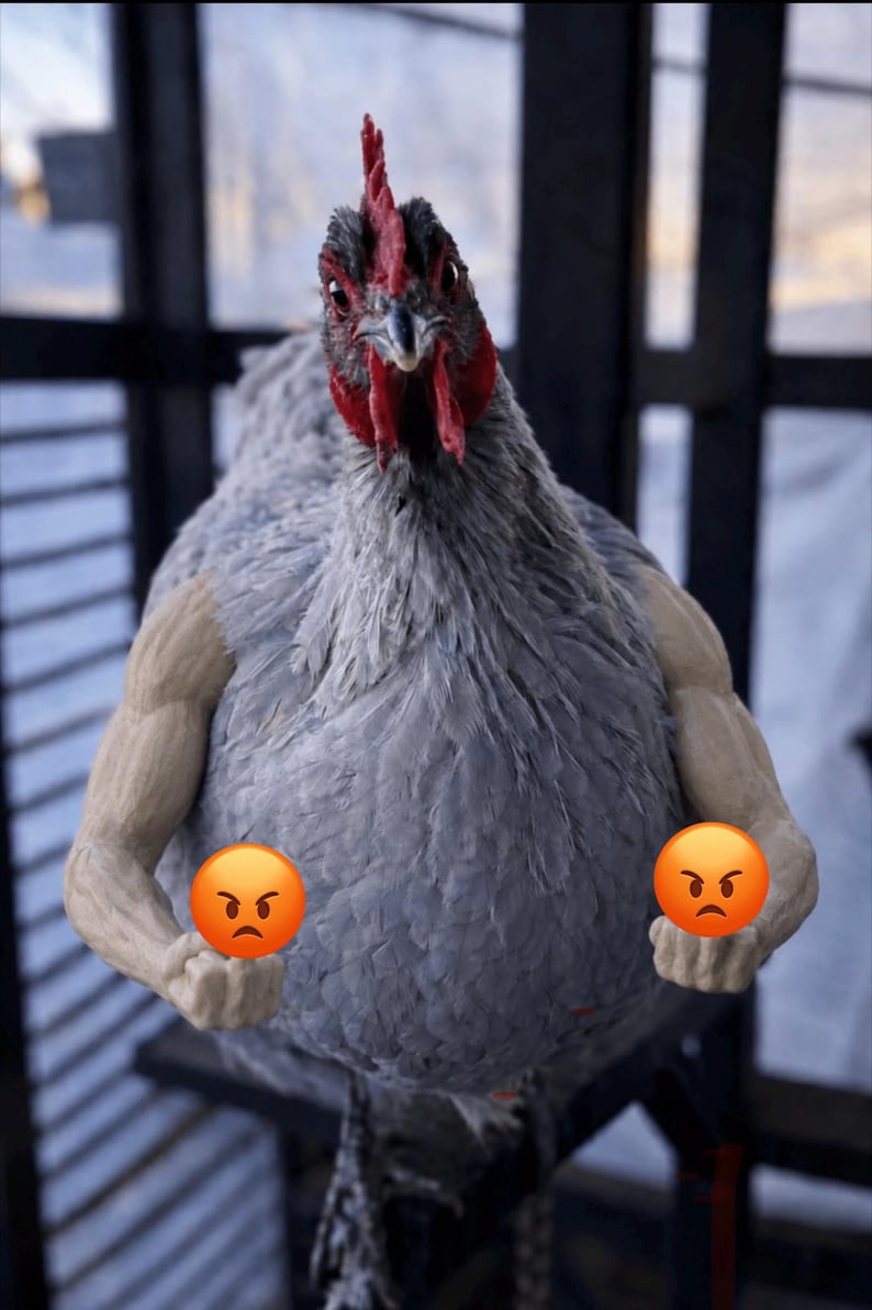 May include: A gray chicken with a red comb and wattle, posed with muscular arms and two orange angry face emojis. The chicken is standing in front of a dark background.