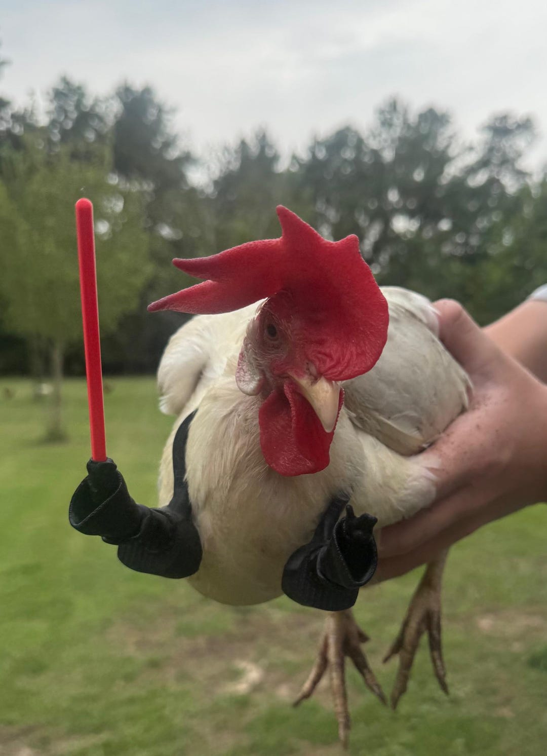 Light Saber Chicken Arms Use the Force to Protect the Flock - Etsy