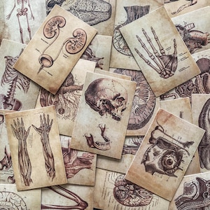 Op de afbeelding: Een verzameling anatomische vintage flashcards. De kaarten bevatten gedetailleerde illustraties van het menselijk lichaam, waaronder het skelet, organen en spieren. Het kleurenpalet is sepia, waardoor ze een antieke uitstraling hebben.