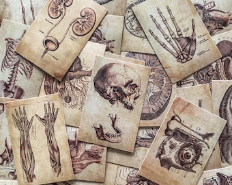 50 STKS antiek anatomie notitiestickerspakket, medisch manuscriptstickers, oude wereld wetenschappelijke papieren stickers voor plakboek, waterfles