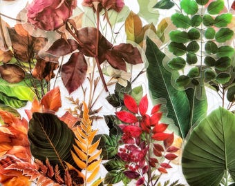 50 pegatinas variadas de naturaleza: hojas, flores, plantas, vegetación y hojas de árboles para diarios, álbumes de recortes y manualidades.