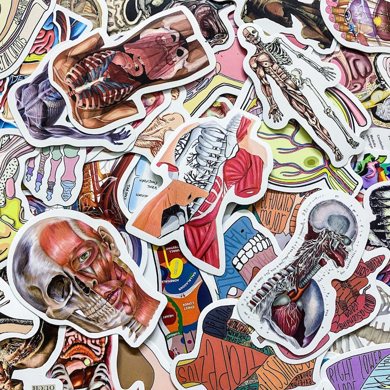 Human Men Sticker 50 Random Human Anatomy Stickers, Skeleton and Muscle Stickers, Medical ...