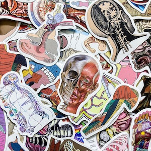 100 pegatinas aleatorias de anatomía humana, pegatinas de esqueleto y músculos, pegatinas de anatomía médica, pegatinas del cuerpo humano para aprender a enseñar anatomía