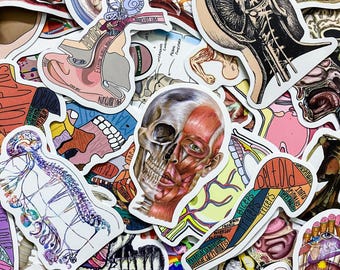 Op de afbeelding: Een verzameling kleurrijke anatomische stickers met verschillende lichaamsdelen, waaronder het oor, de schedel en spieren. De stickers zijn gedrukt op wit papier en hebben een glanzende afwerking.