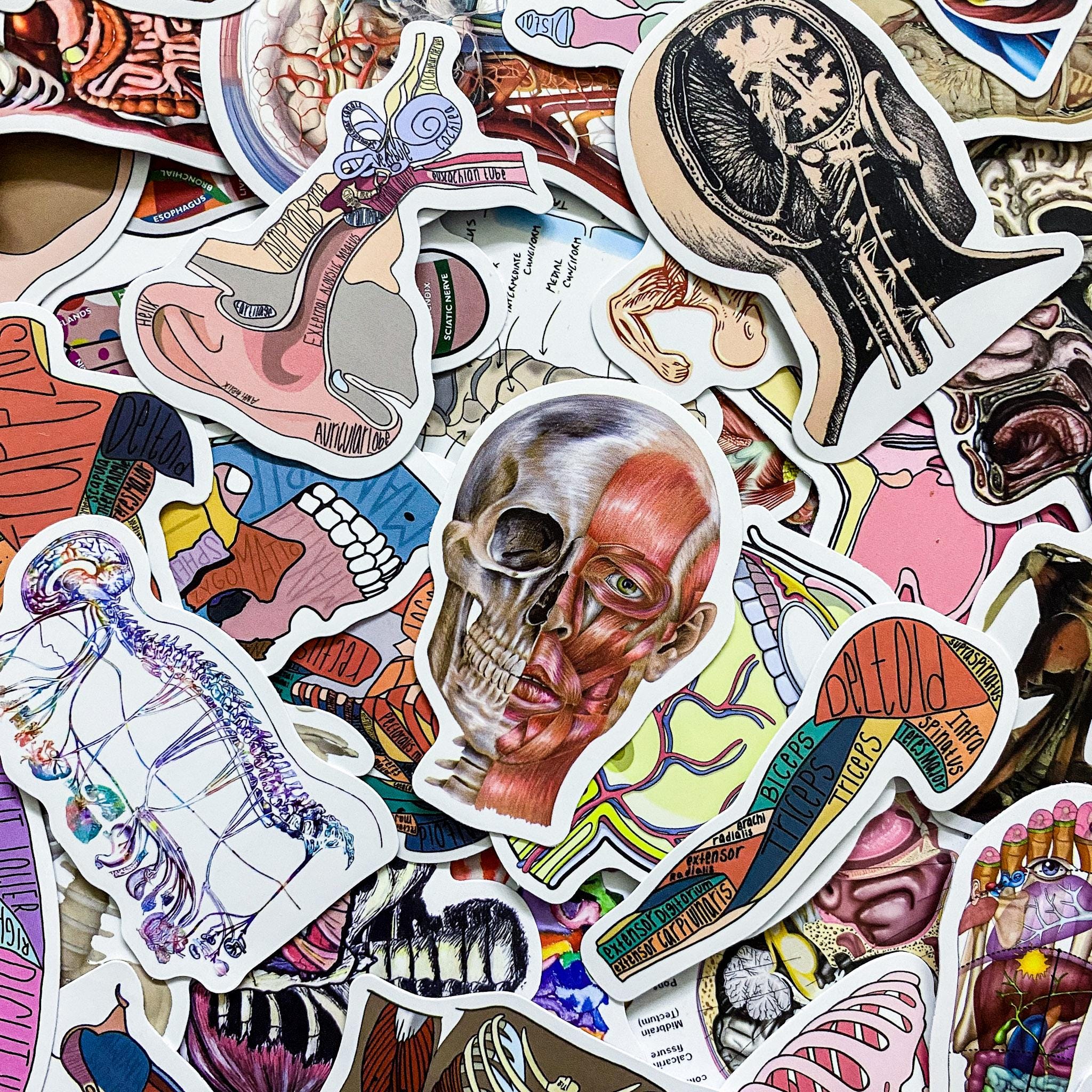 Humasn Sticker 50 Random Human Anatomy Stickers, Skeleton and Muscle Stickers, Medical ...