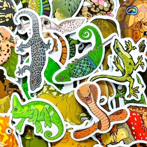 Könnte beinhalten: Eine Sammlung farbenfroher Reptilien- und Amphibienaufkleber. Die Aufkleber zeigen verschiedene Arten, darunter Geckos, Chamäleons und eine Kobra. Die Designs zeigen eine Reihe von Farben, darunter Grün, Blau, Orange und Braun. Die Aufkleber sind gestanzt und einsatzbereit.