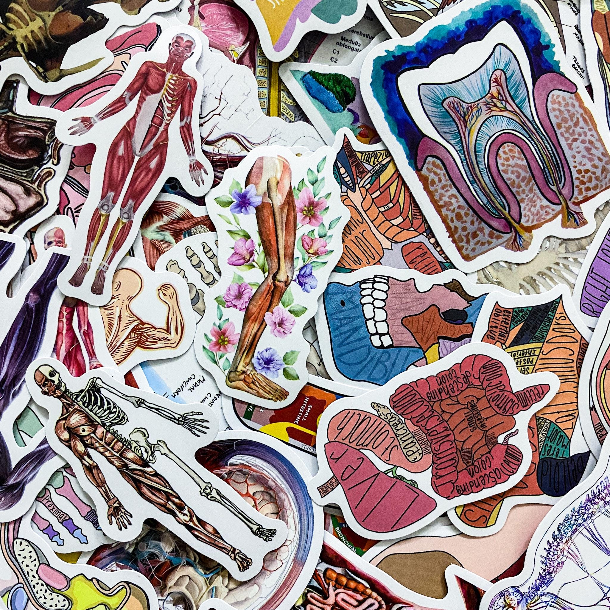 50 Random Human Anatomy Stickers, Skeleton and Muscle Stickers, Medical ...