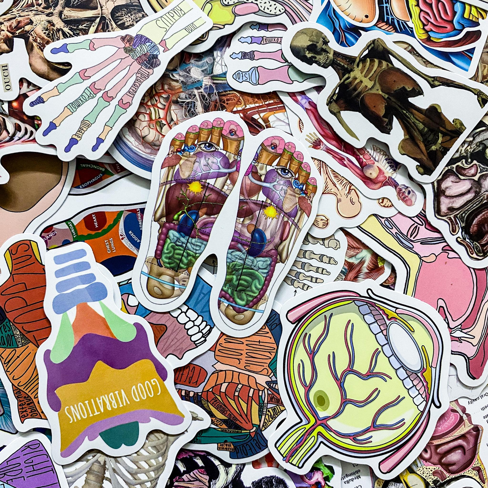 Sticker Humen 50 Random Human Anatomy Stickers, Skeleton and Muscle Stickers, Medical ...