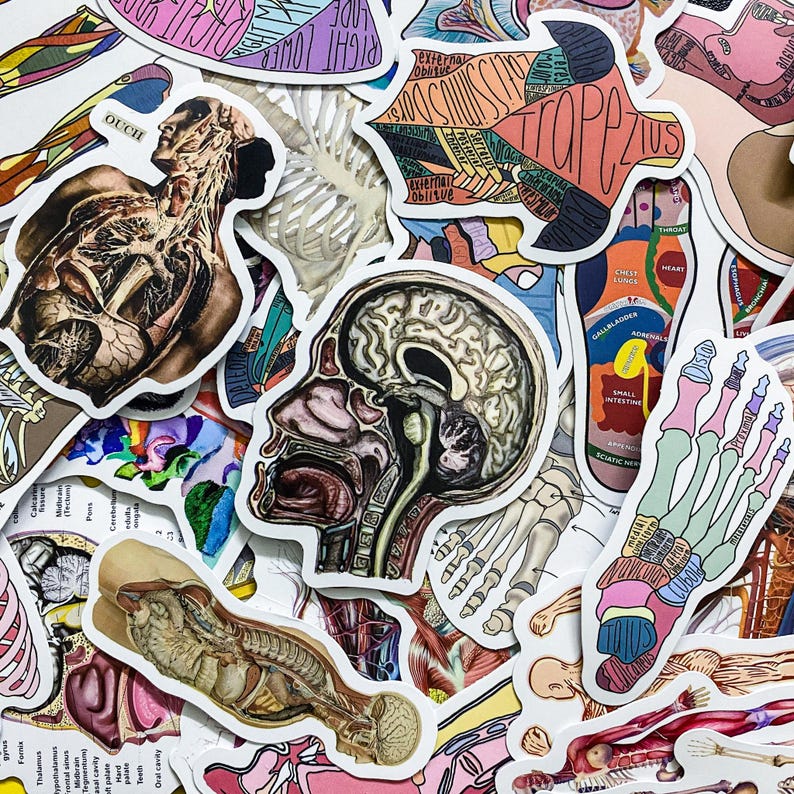 Humasn Sticker 50 Random Human Anatomy Stickers, Skeleton and Muscle Stickers, Medical ...