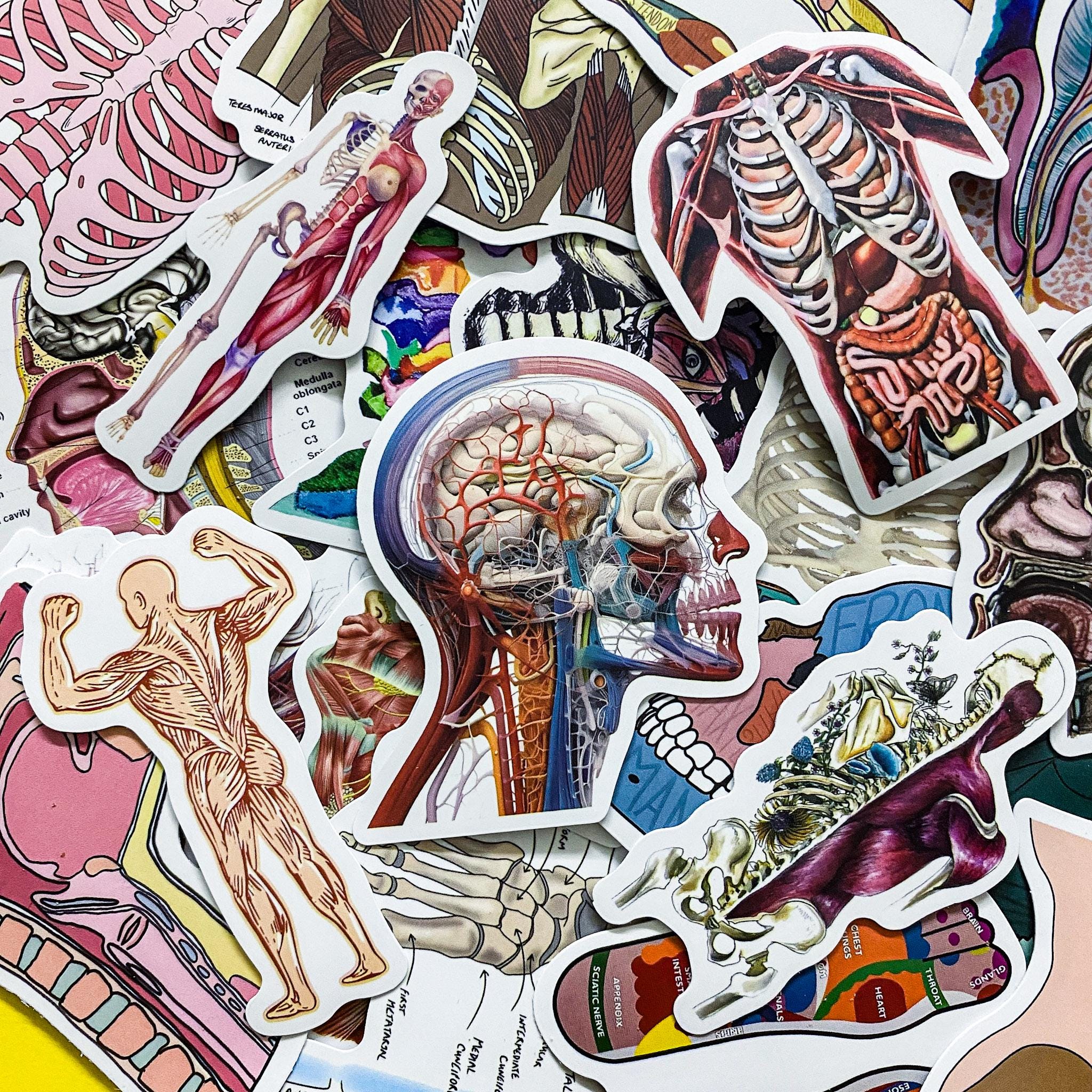 50 Random Human Anatomy Stickers, Skeleton and Muscle Stickers, Medical ...