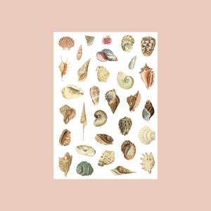 Planche sticker coquillages transparents - Autocollants de journaling, scrapbooking, junk journal, bullet journal - stickers, été, summer