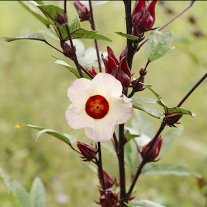 Roselle Live Plant PRÉ-COMMANDE - Oseille / Flor de Jamaïque