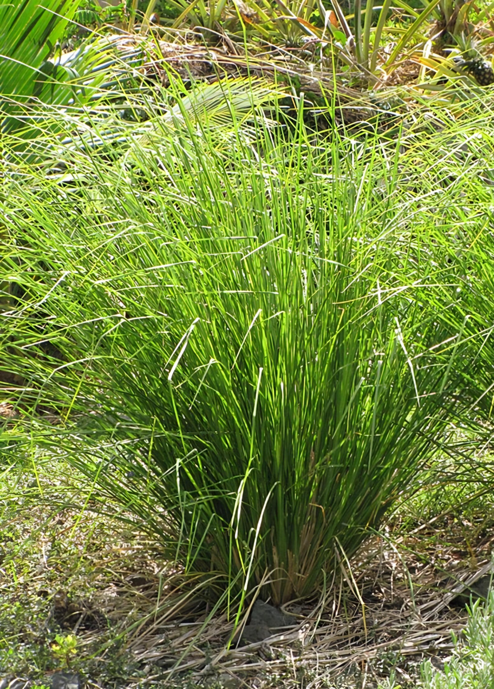 Vetiver Grass Plant for Erosion Control – Hardy, Non-invasive, Deep ...