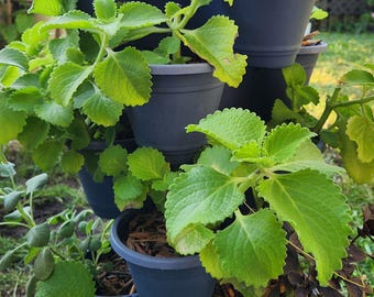 Könnte beinhalten: Ein mehrstöckiger Pflanzkübel mit üppigen grünen Pflanzen. Die Pflanzen haben große, strukturierte Blätter und sind in dunkelgrauen Töpfen angeordnet. Diese vertikale Gartenanlage ist ideal für kleine Räume. Die Pflanzen gedeihen im Sonnenlicht.